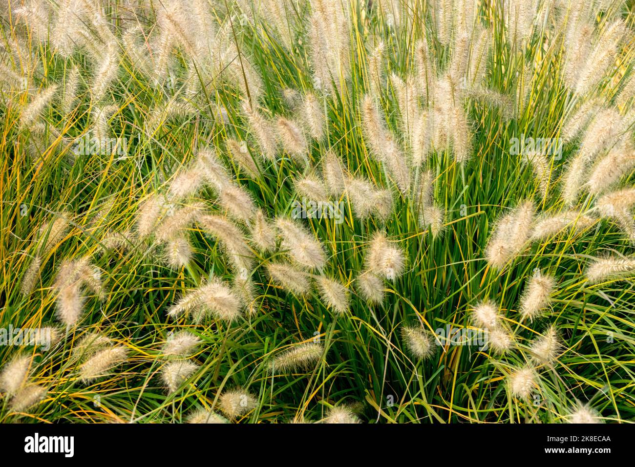 Cenchrus alopecuroides 'Gelbstiel', Autumn, Clump, Garden, Grass, October, Perennial, Plants, Season Pennisetum Stock Photo