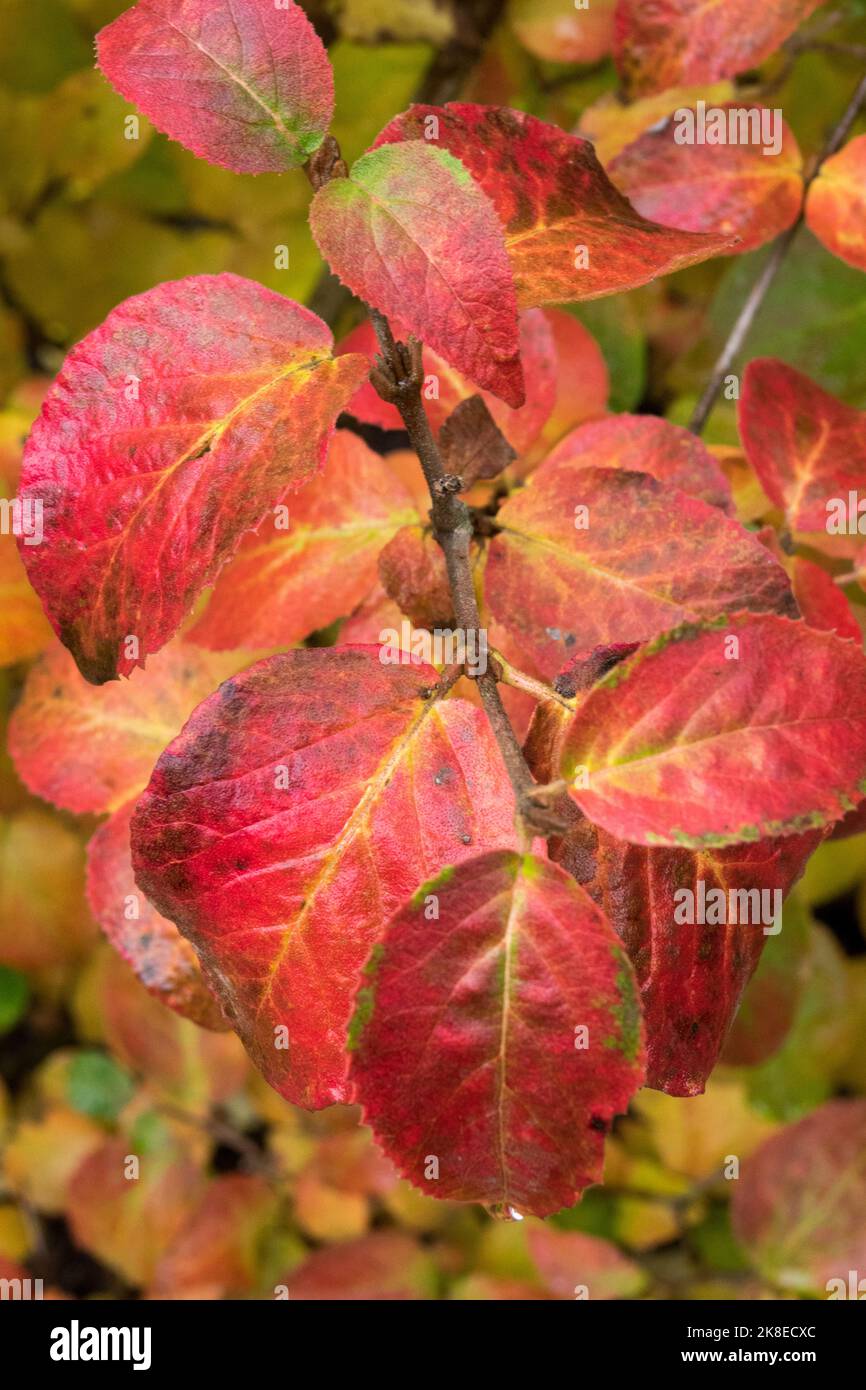 Autumn, Viburnum carlesii Aurora, Koreanspice Viburnum, Foliage, Leaves Stock Photo