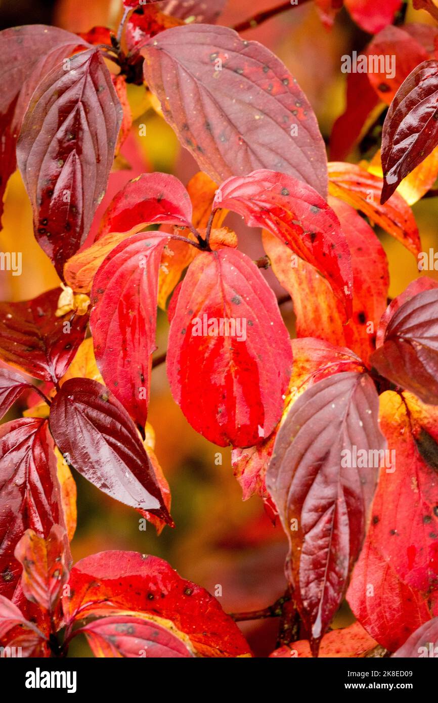 Fall color leaves Autumn Dogwood Cornus iberica Stock Photo