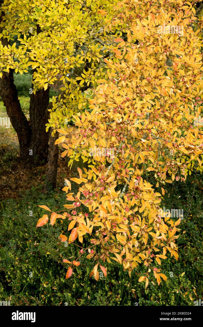 Autumn, Ulmus parvifolia Tree, Elm, Fall, Leaves, Deciduous, Plant, Season Stock Photo
