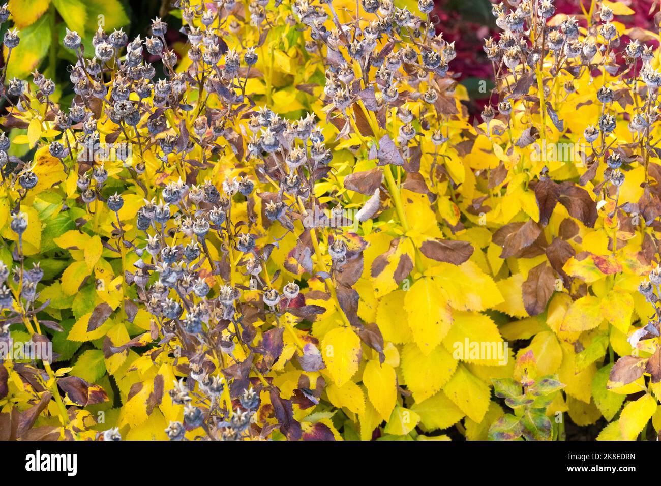 Platycodon, Balloon flower, Autumn, Japanese Bellflower, Foliage