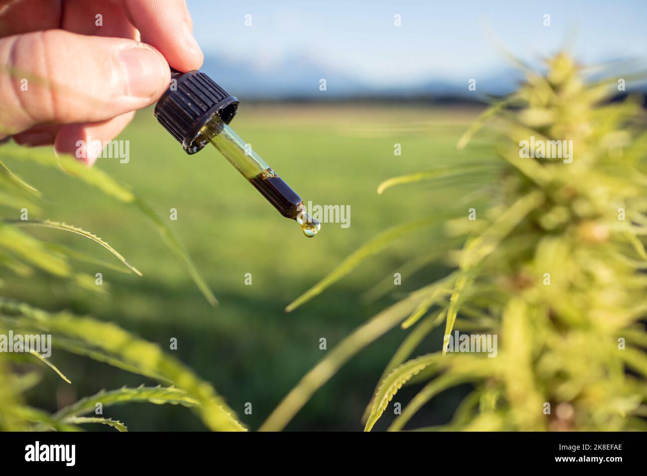 Hand holding pipette bottle filled with hemp seed oil at the cannabis