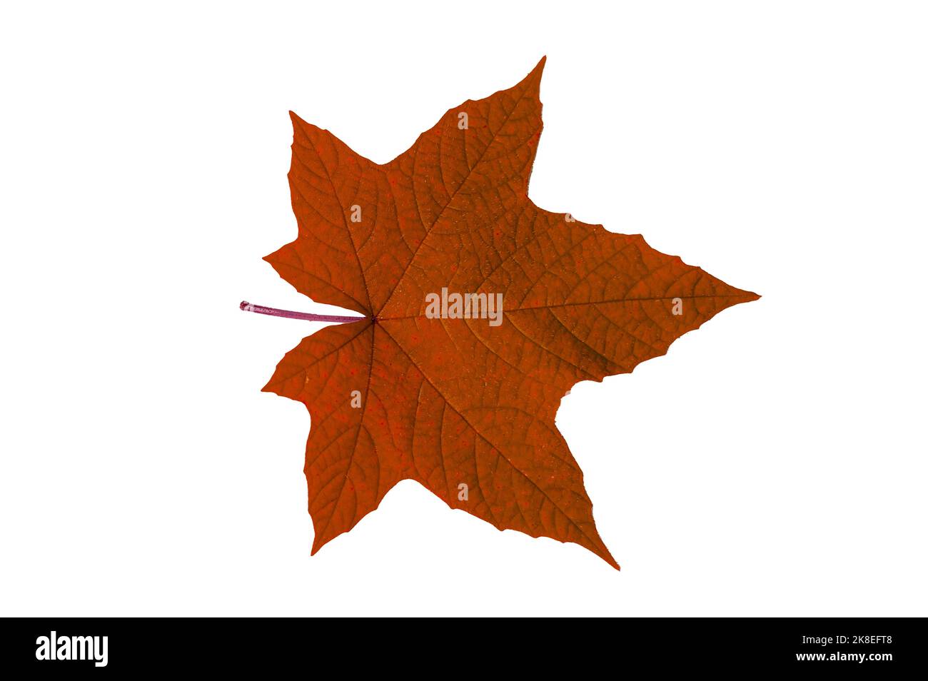 red leaves on a white background isolate Stock Photo