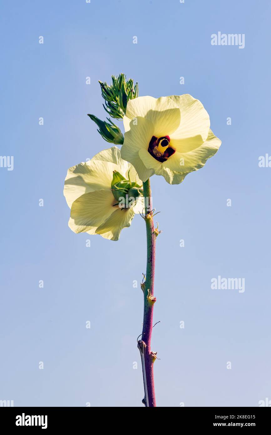 Blüte der Okra in Epanomi, Griechenland Stock Photo