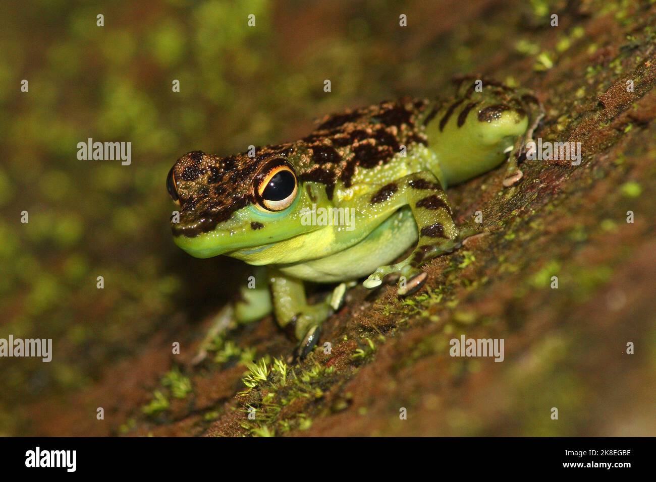 Waterfall frog Black-spotted Rock Skipper Staurois guttatus in natural habitat (Borneo) Stock Photo