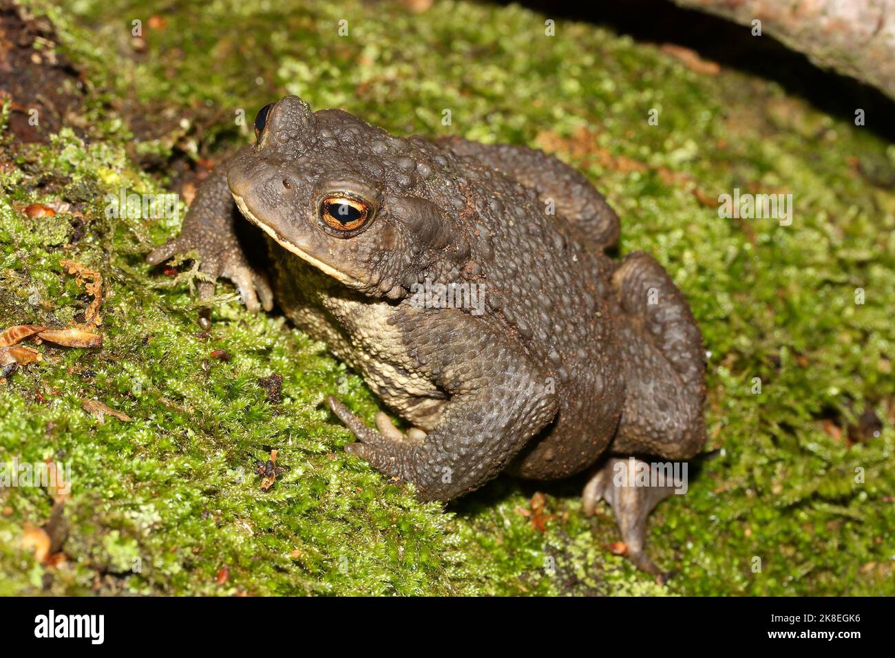 European common toad (Bufo bufo) in natural habitat Stock Photo