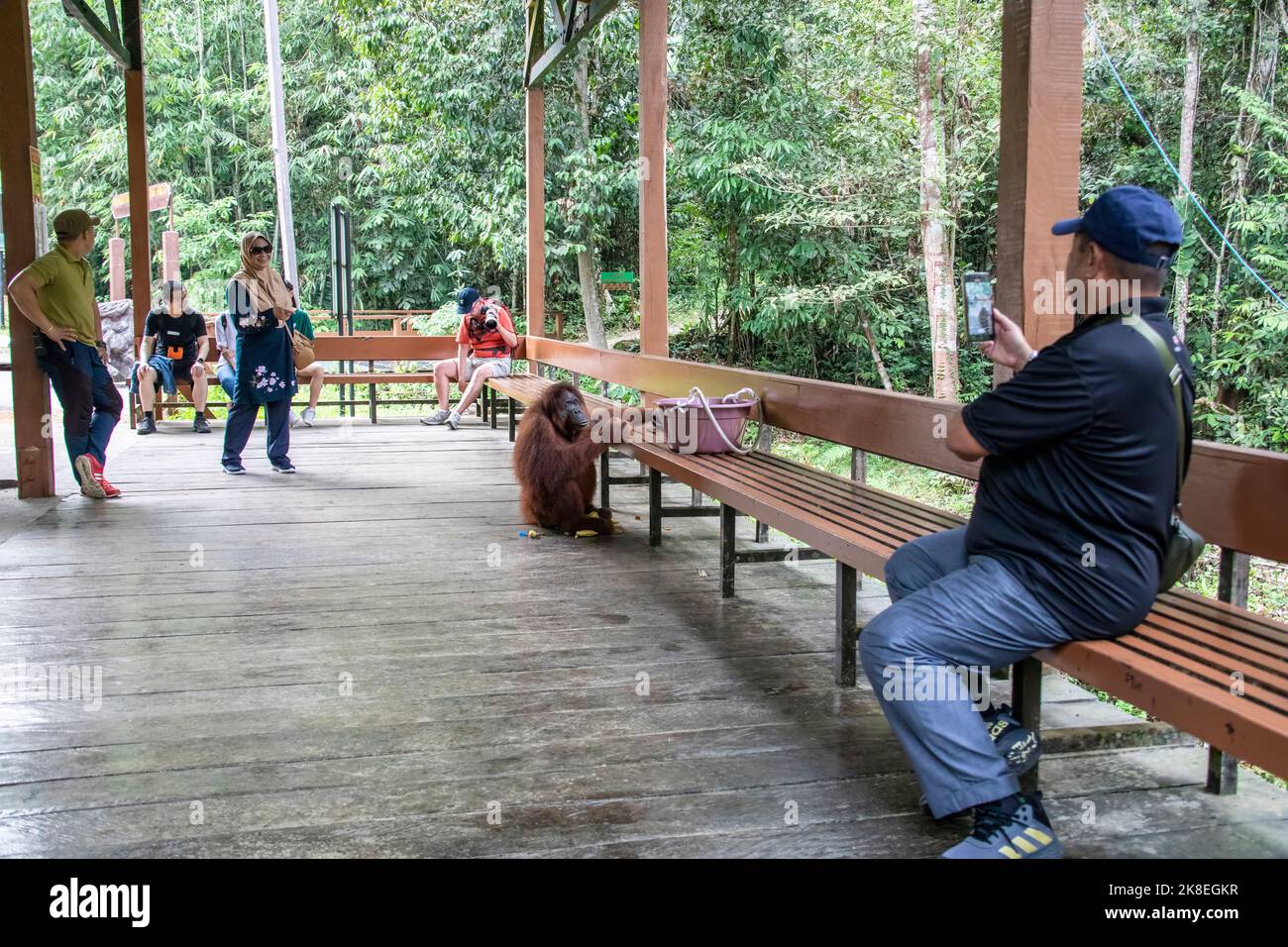 Kuching Malaysia : A tourist is using smartphone to take photo for a wild Bornean orangutan 'Seduku' in Semenggoh Wildlife Rehabilitation Center Stock Photo