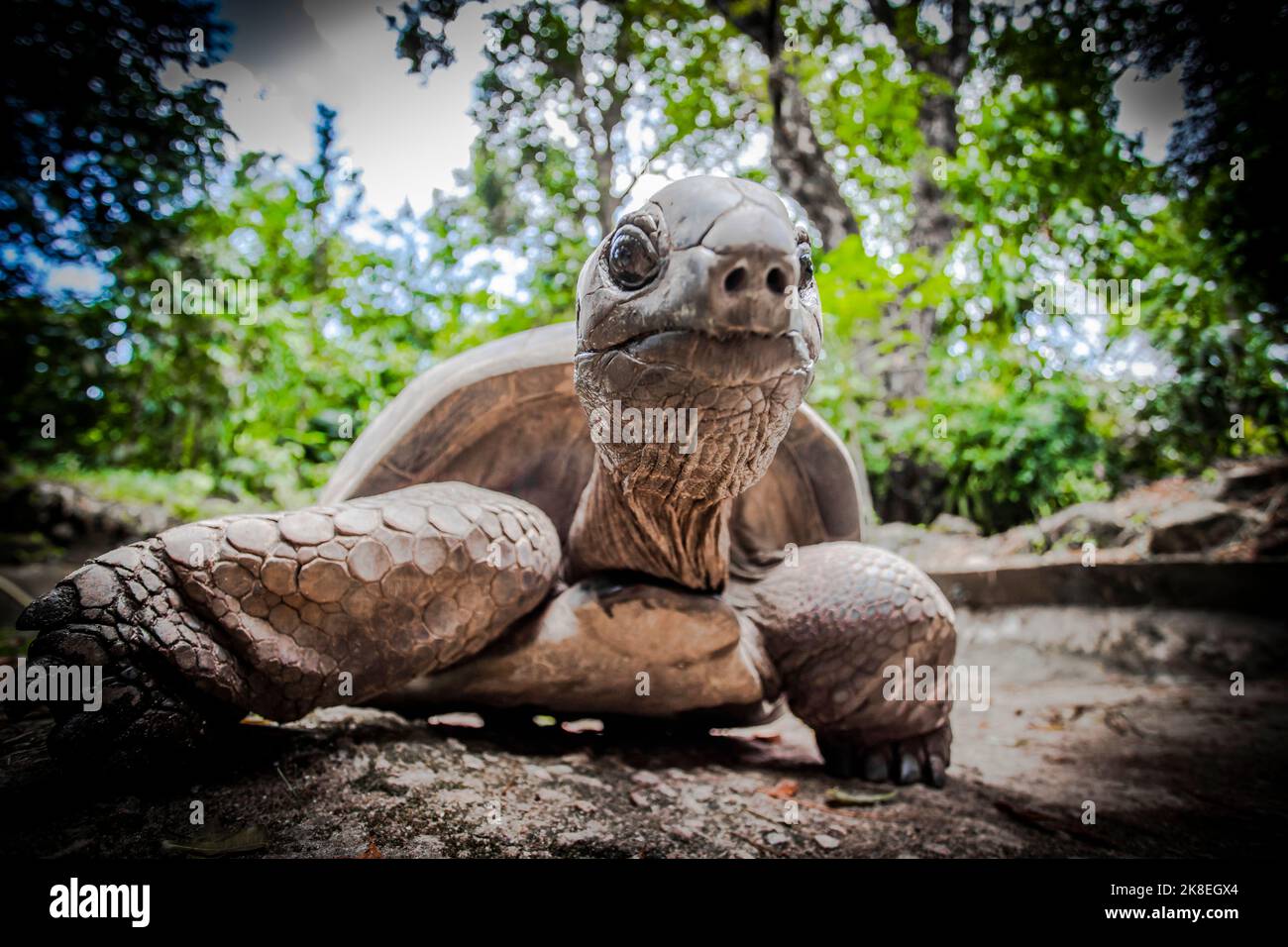 Giant tortoises and plants in the botanical gardens, Victoria, Mahe ...