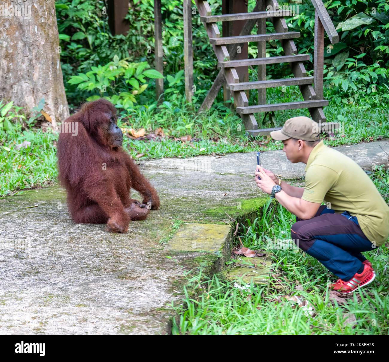 Kuching Malaysia : The staff is using smartphone to take photo for a wild Bornean orangutan 'Seduku' in Semenggoh Wildlife Rehabilitation Center Stock Photo
