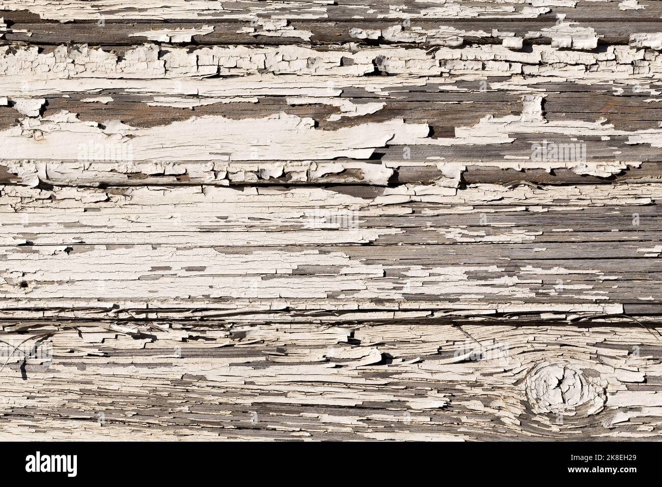 Wooden wall with old white paint is severely weathered and peeling ...