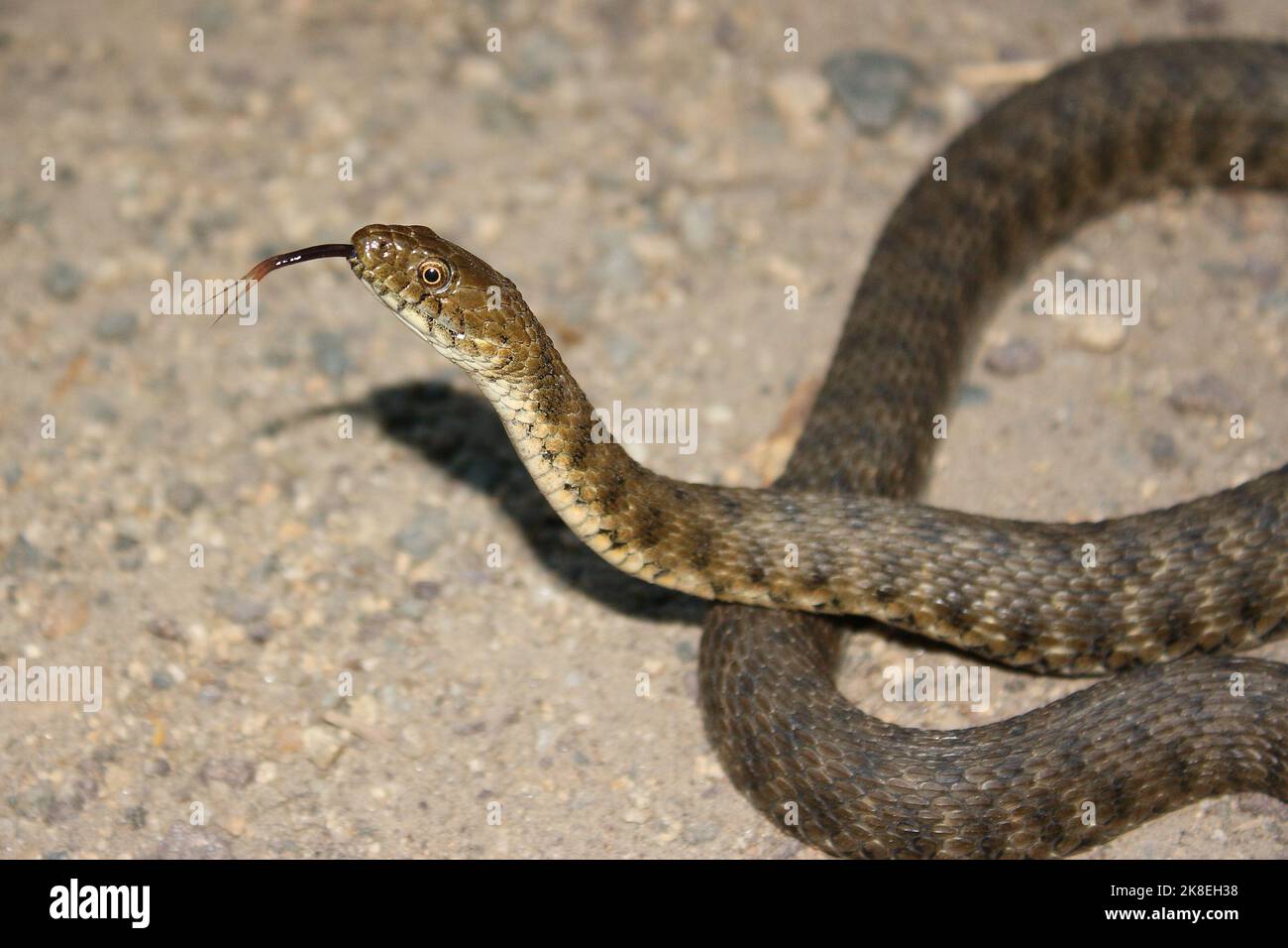 Dice snake (Natrix tessellata) in natural habitat Stock Photo