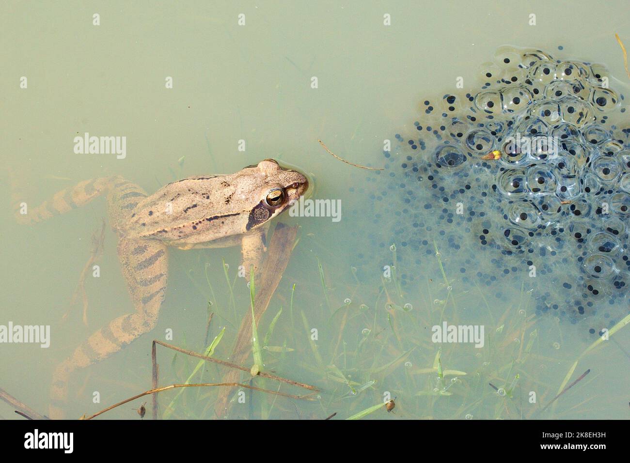 Agile frog (Rana dalmatina) with a clutch of eggs in natural habitat Stock Photo