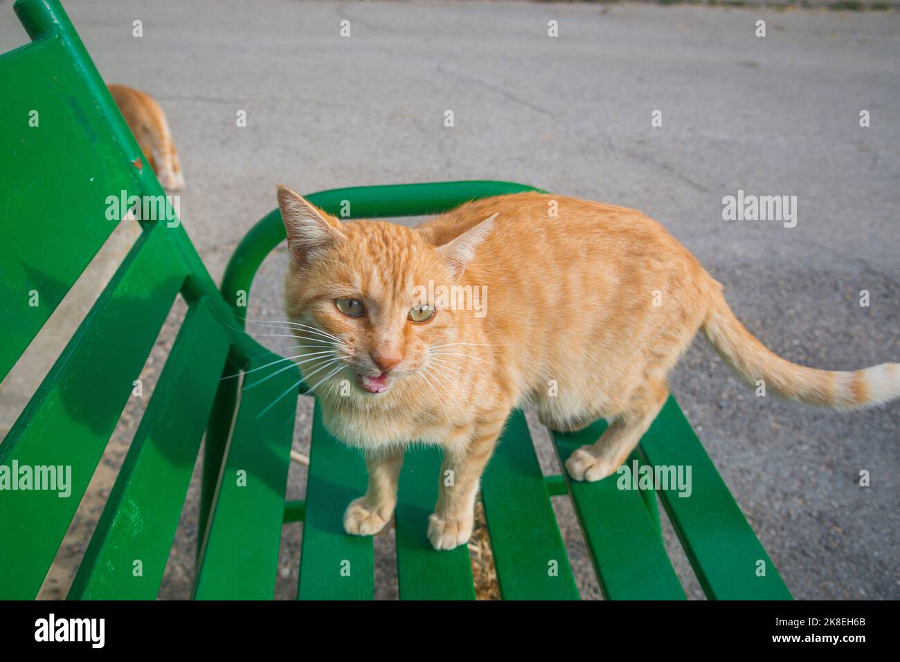 Tabby cat meowing. Stock Photo
