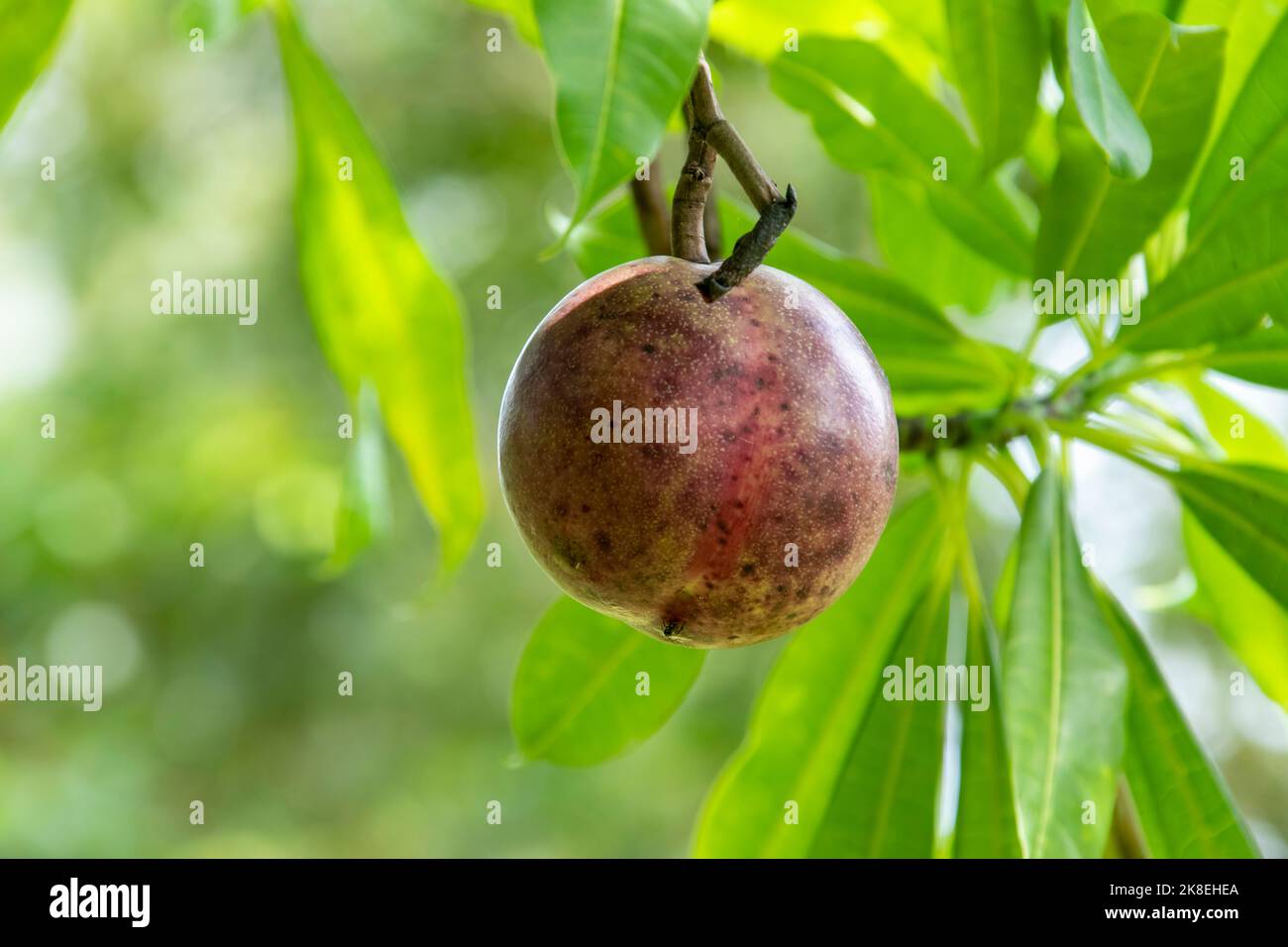 The of fruit of Pong pong tree (Cerbera odollam) in Bako National Park Sarawak Malaysia. It yields a potent poison that has been used for suicide Stock Photo