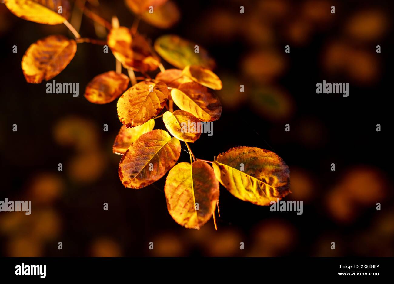 Autumn leaf branch in sun light on blurred background. High quality photo Stock Photo