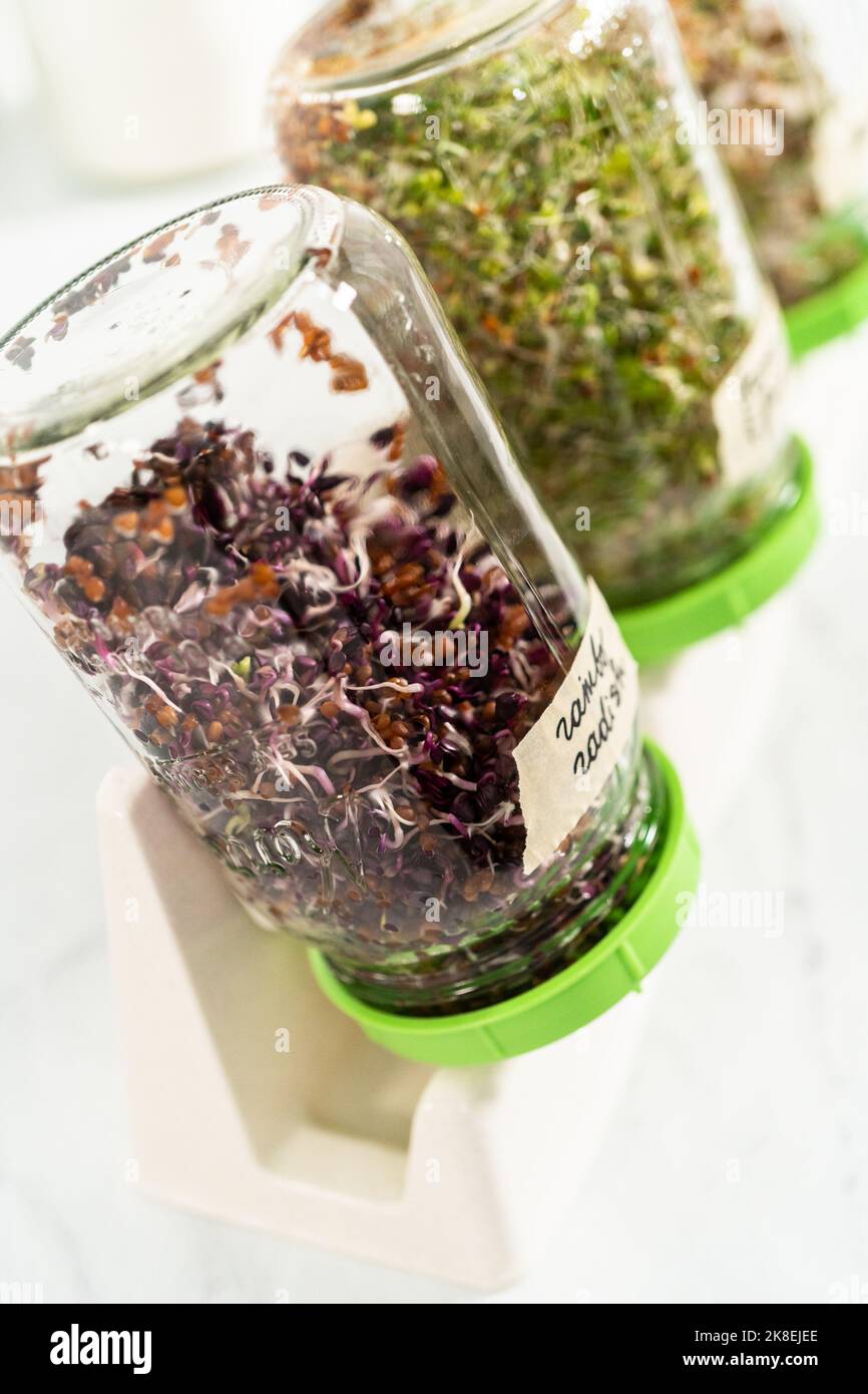 Growing sprouts in a jar Stock Photo Alamy