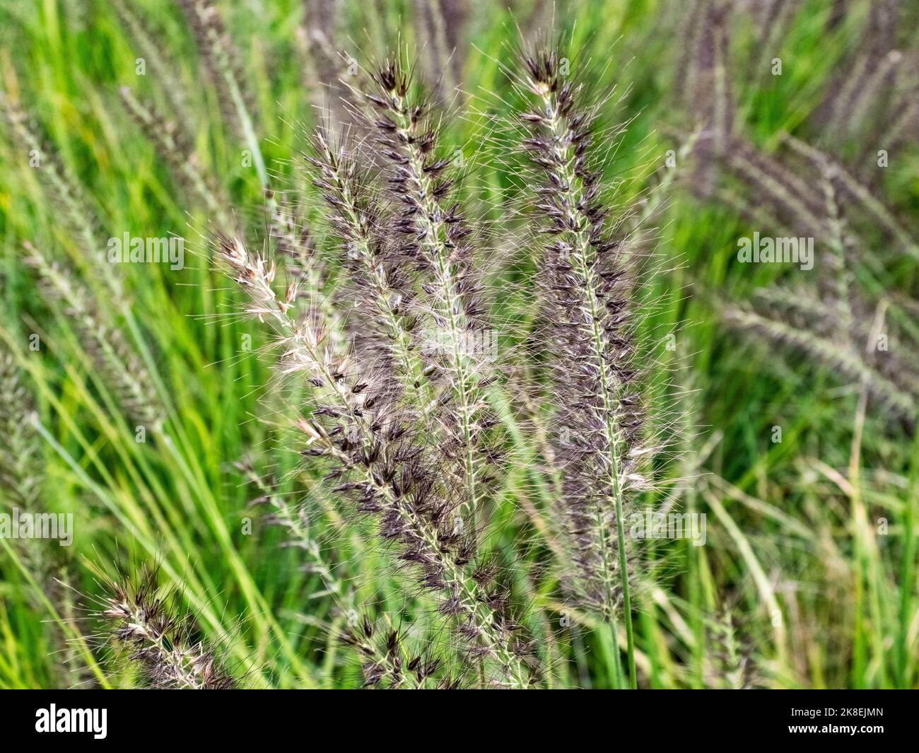 A cluster of chinese pennisetum grass, cenchrus alopecuroides, full of seeds on a hillside along the Tenen Hiking Trail in Kamakura, Japan. Stock Photo
