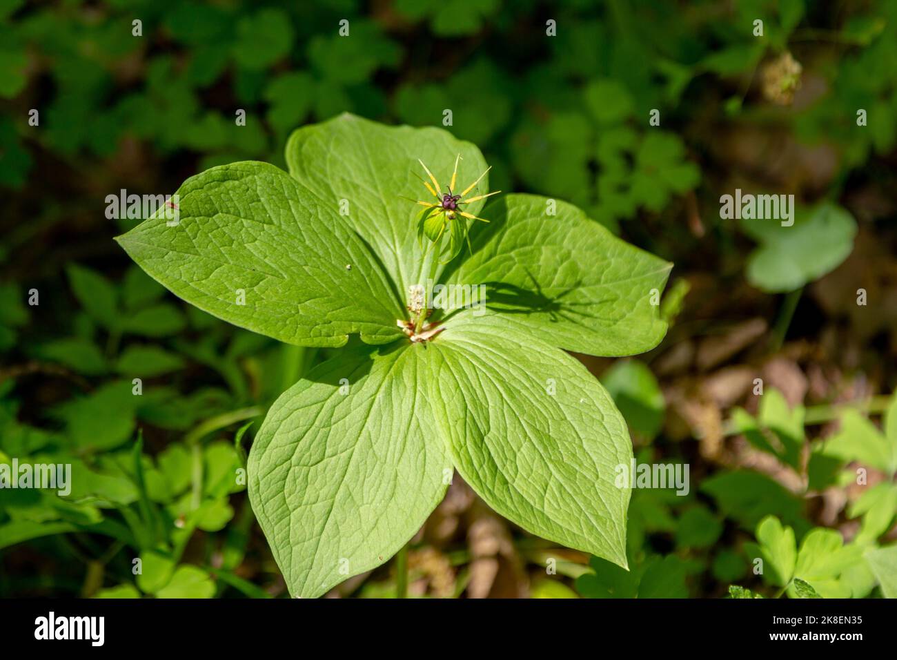 Paris quadrifolia or true lover's knot blooming plant growing in the forest. Stock Photo