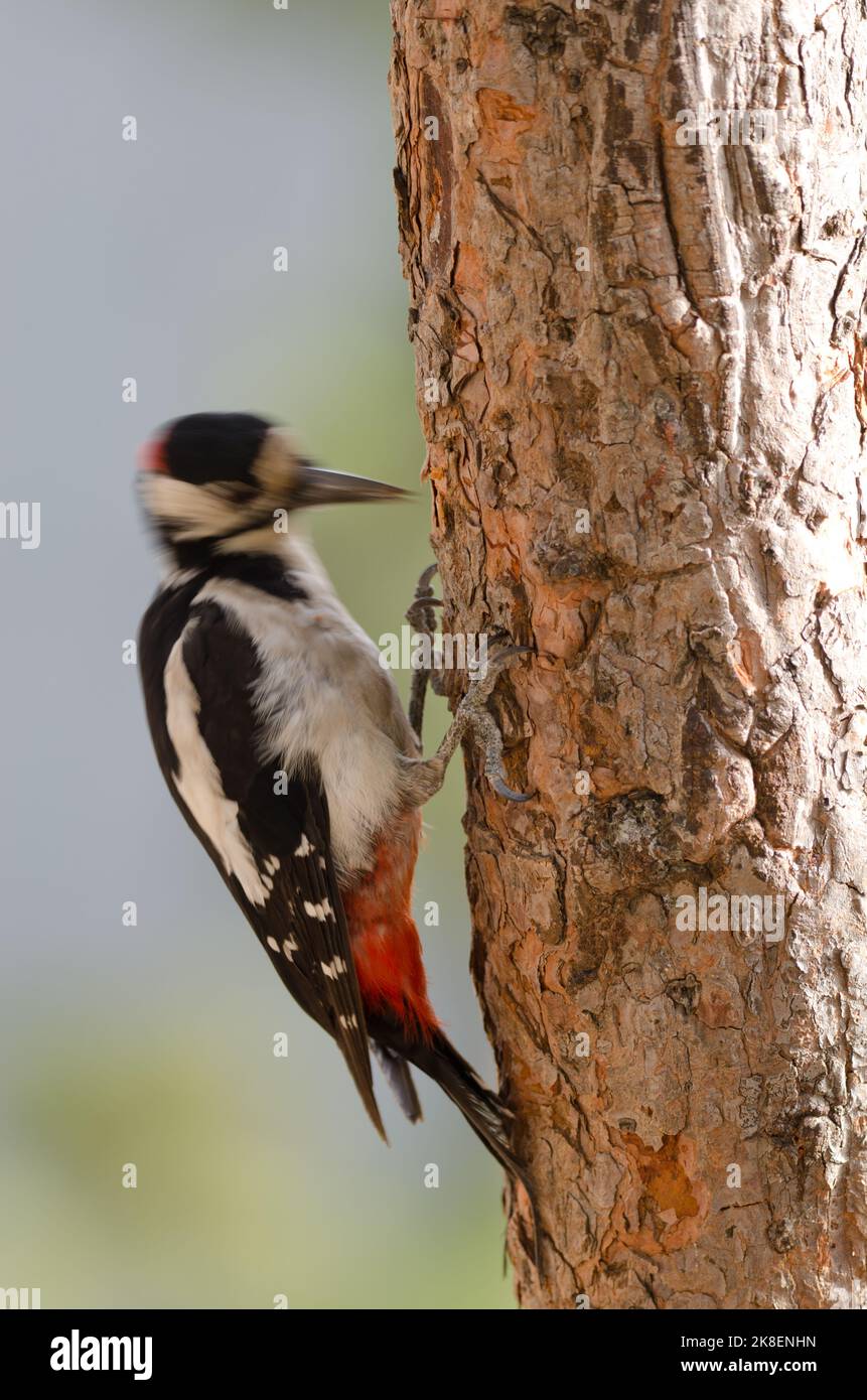 Great spotted woodpecker Dendrocopos major thanneri. Male drilling a