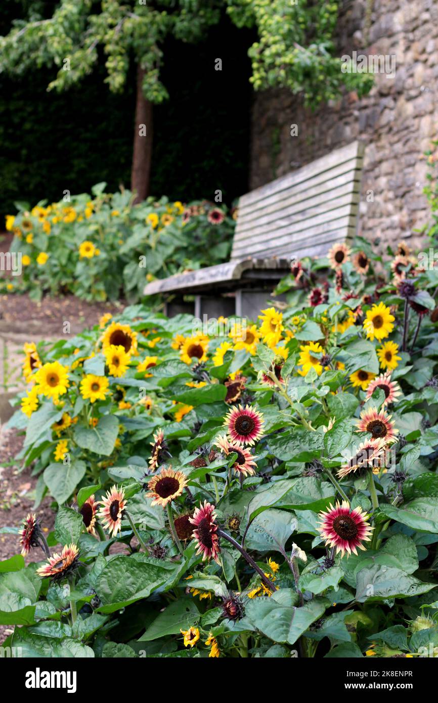 Helianthus annuus (sunflowers) surround a bench in the gardens of Richmond Castle, Yorkshire, UK Stock Photo