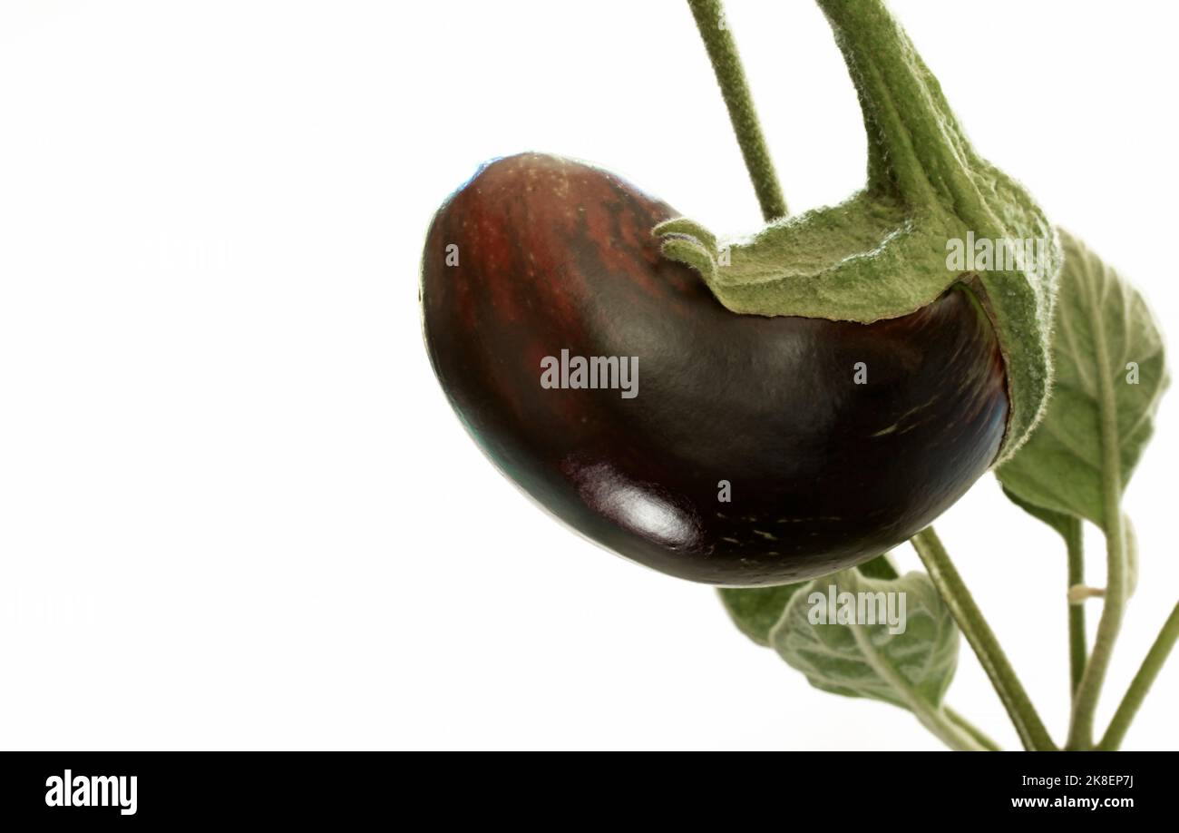 Small eggplant that is growing isolated on a white background Stock