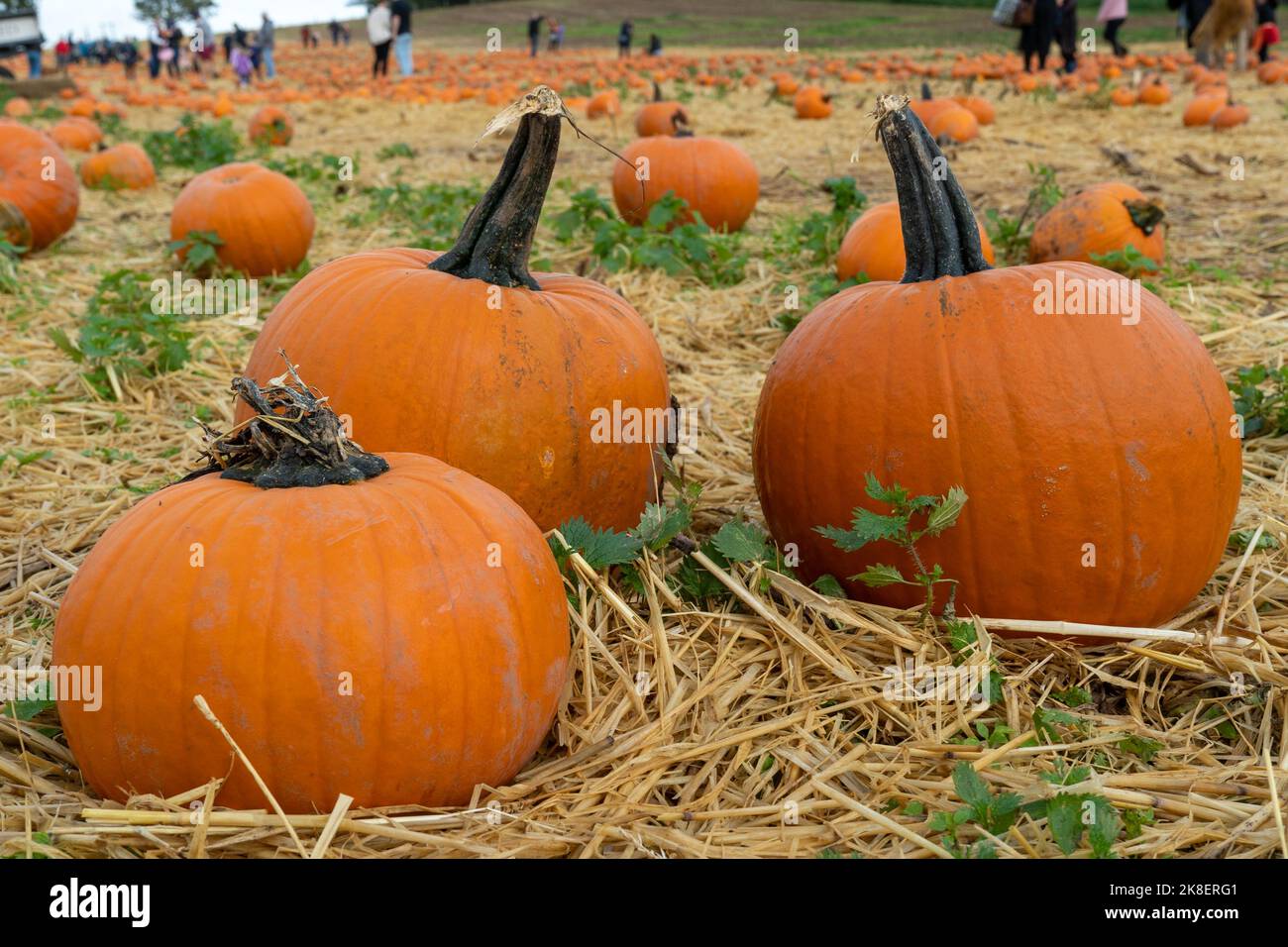 Halloween pumpkin (gourd) for sale at a pumpkin patch farm in England, UK Stock Photo