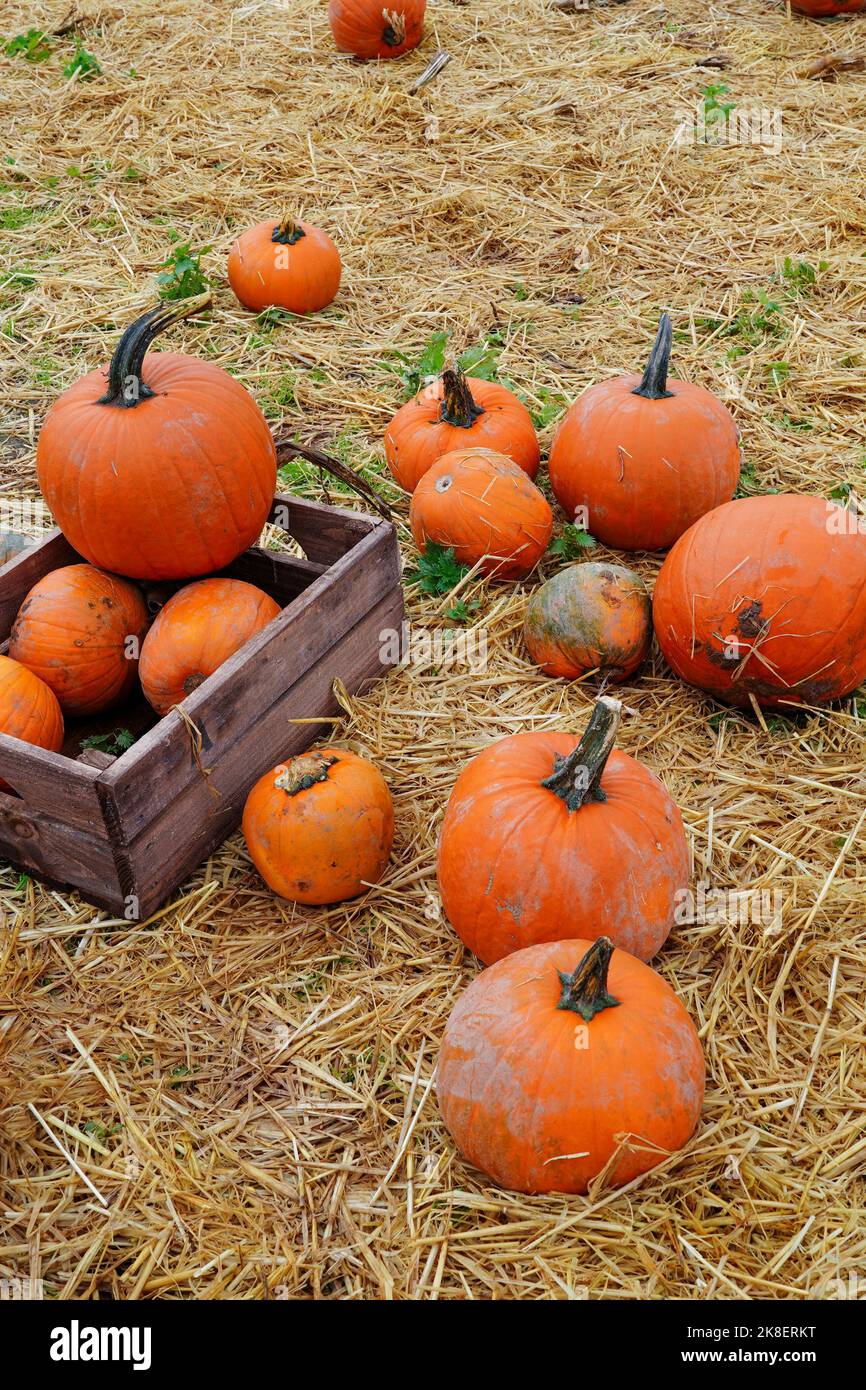Halloween pumpkin (gourd) for sale at a pumpkin patch farm in England, UK Stock Photo