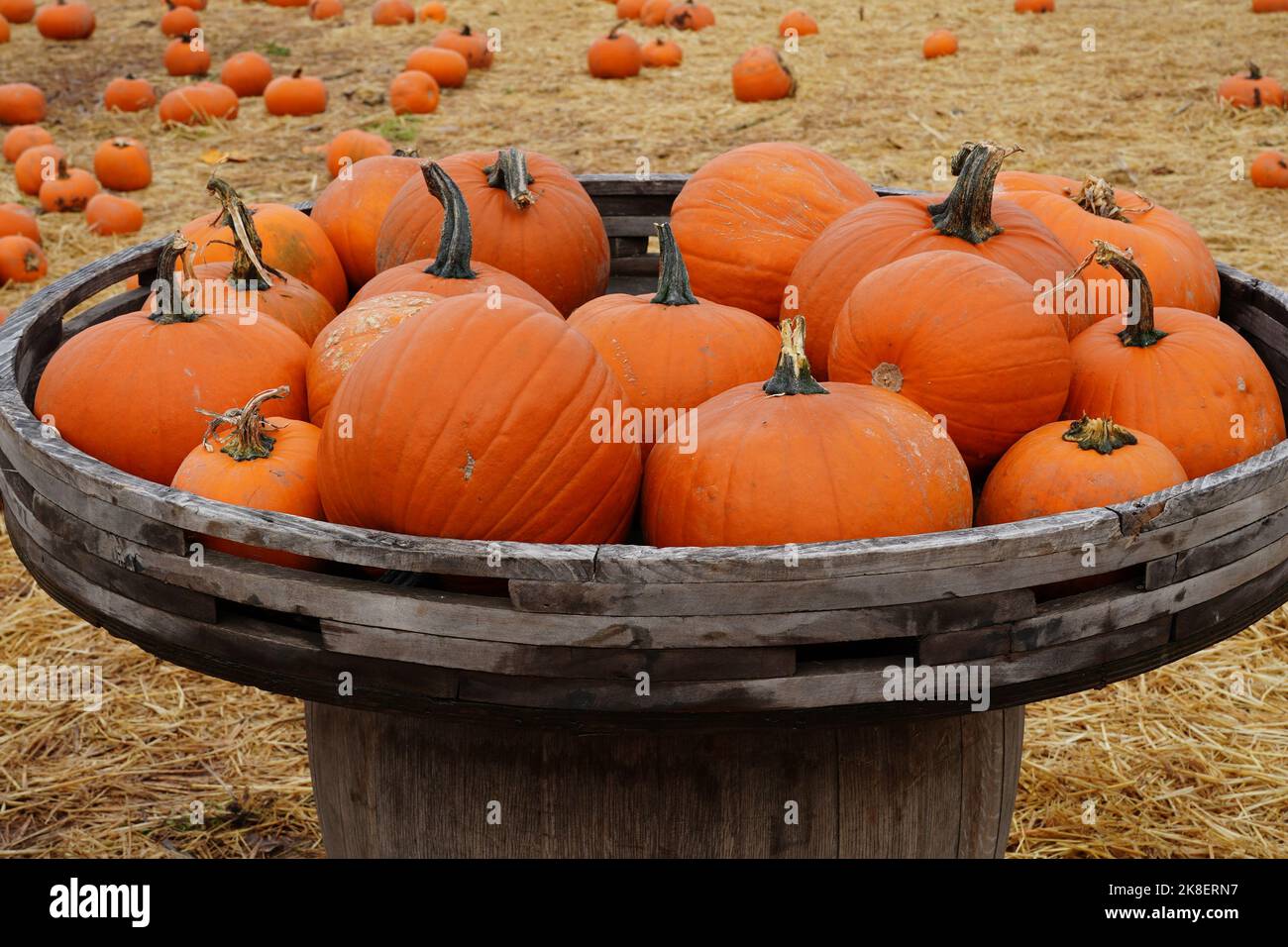 Halloween pumpkin (gourd) for sale at a pumpkin patch farm in England, UK Stock Photo