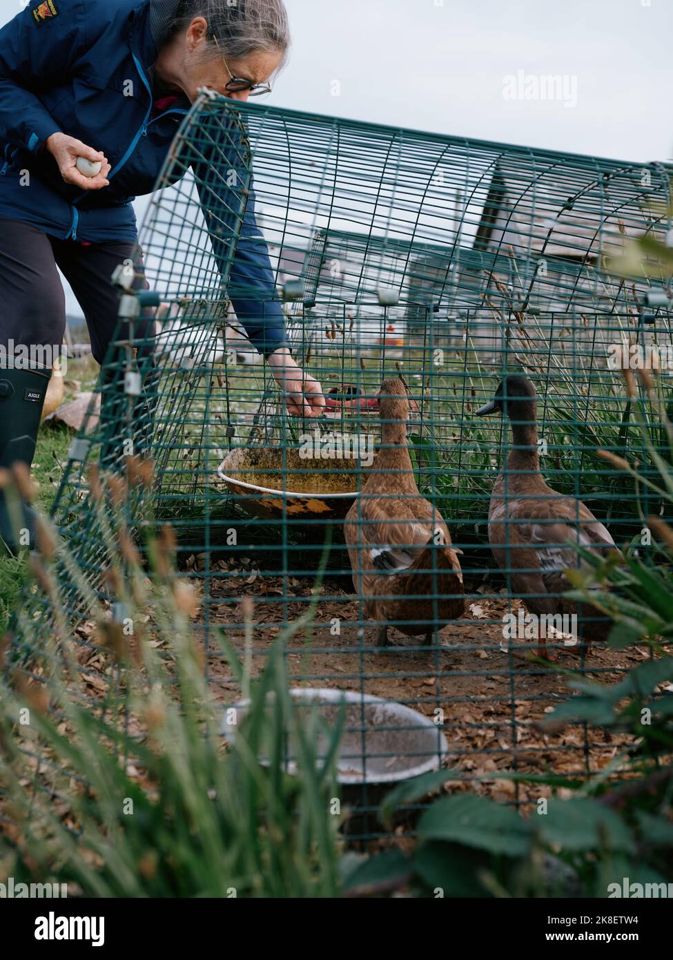 A smallholder collecting her duck eggs from the duck coop / pen - rural country living life Stock Photo