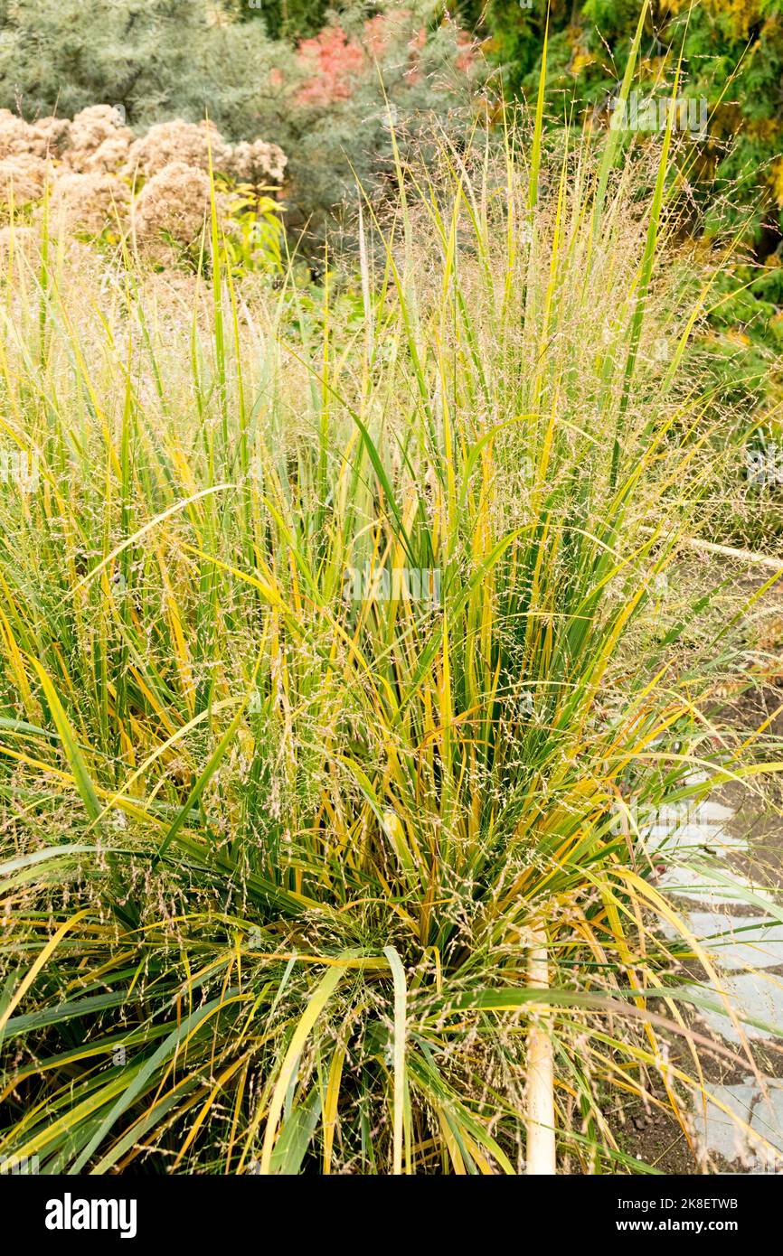 Switch Grass, Garden, Autumn, Tuft of Grass, Panicum virgatum 'Northwind', Hardy, Perennial, Plants Stock Photo