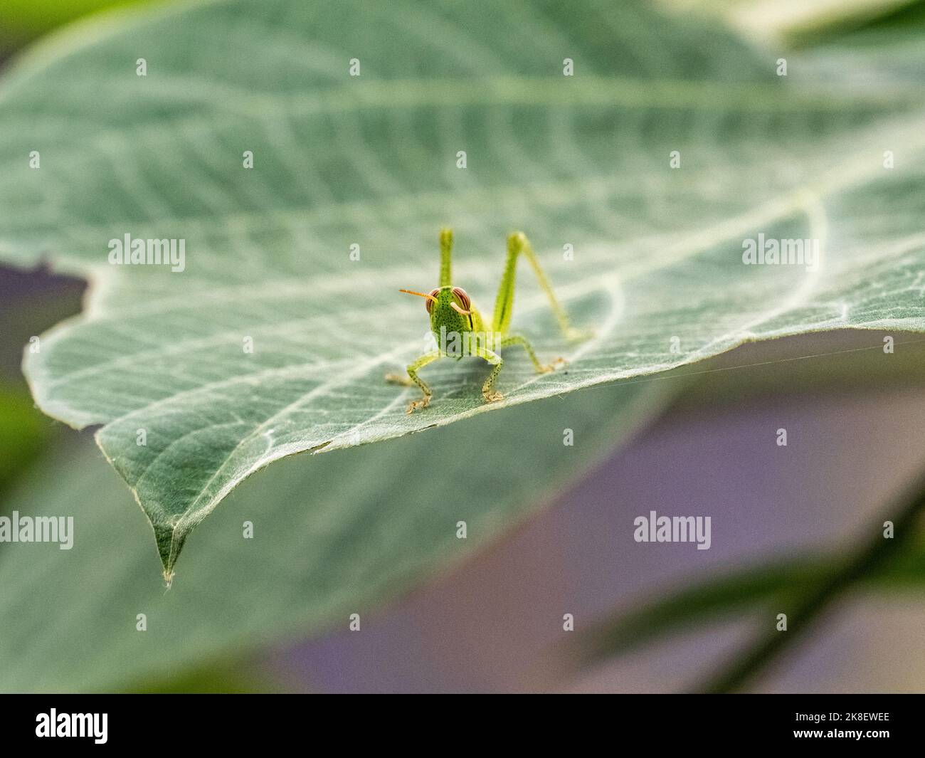 A larva Patanga japonica grasshopper rests on a broad leaf near a ...