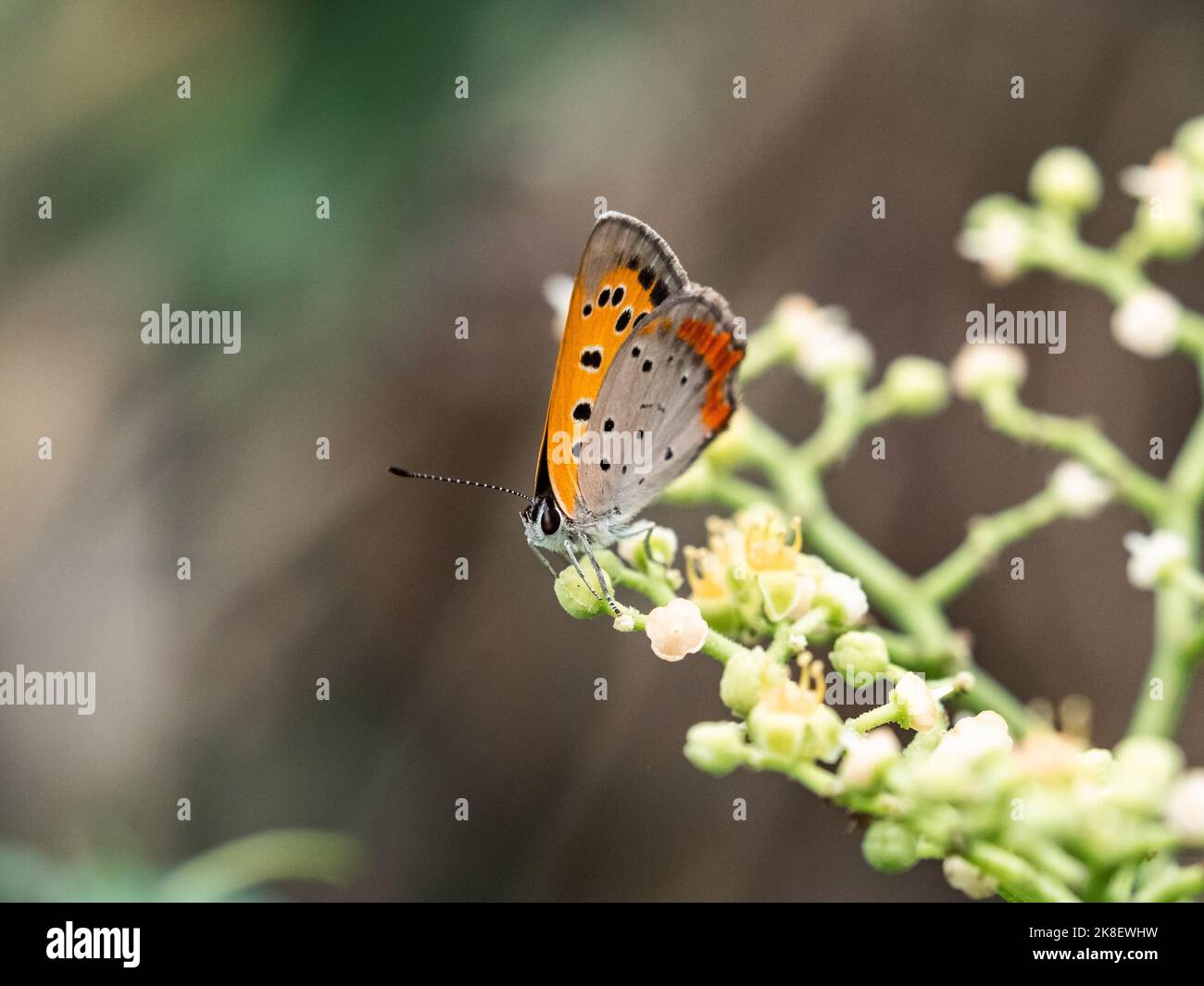 Japanese Copper butterfly, Lycaena phlaeas daimio, feeding from small ...