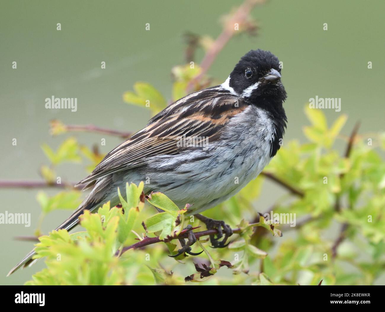 A male common reed bunting (Emberiza schoeniclus) sings from the top of a hawthorn tree. Elmley, Isle of Sheppy, Kent, UK. Stock Photo