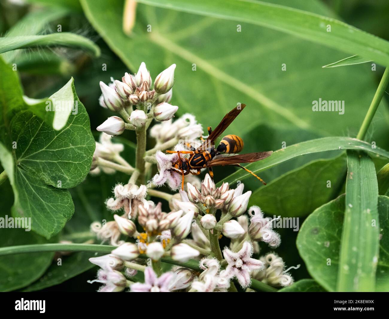 A dark-waisted paper wasp, Polistes jokahamae, feeding from small flowers in a small garden in Yokohama, Japan. Stock Photo