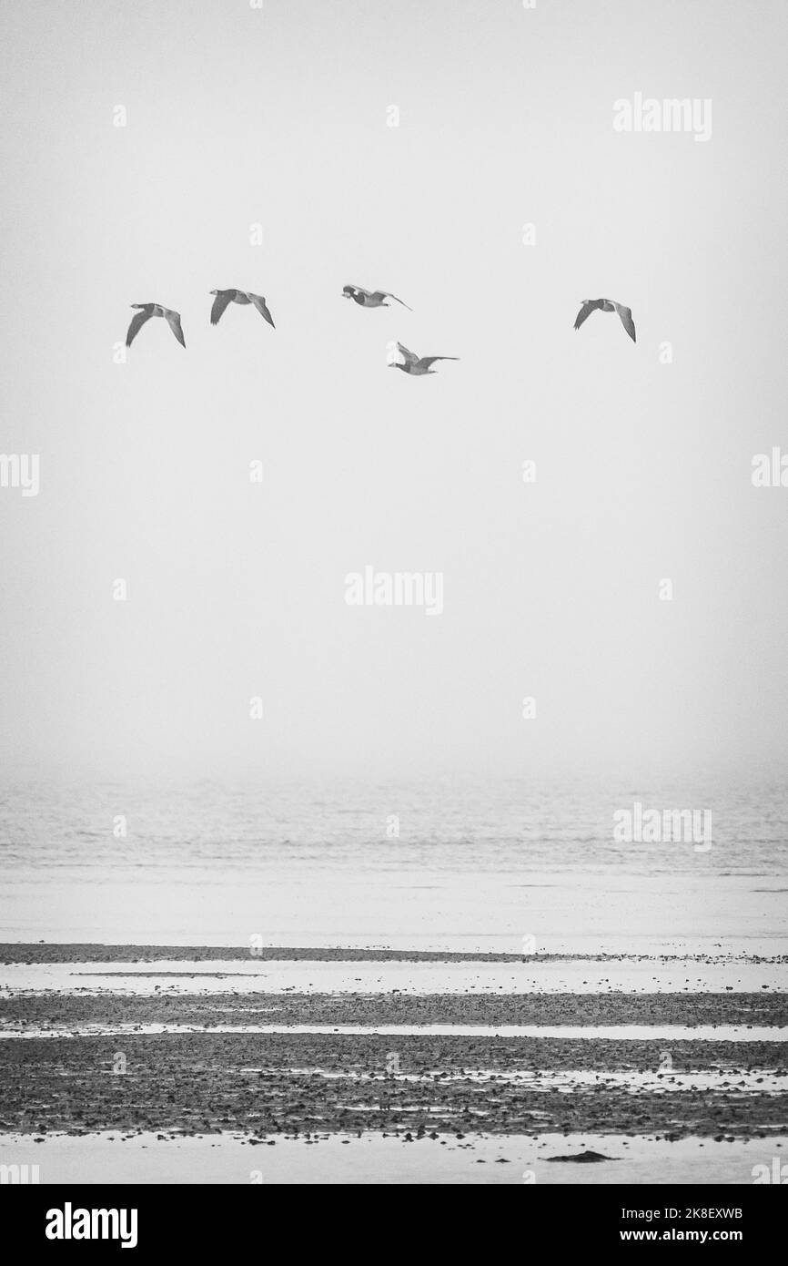 Flocks of greylag geese assembling for their seasonal migration on a foggy morning in the Wadden Sea Stock Photo