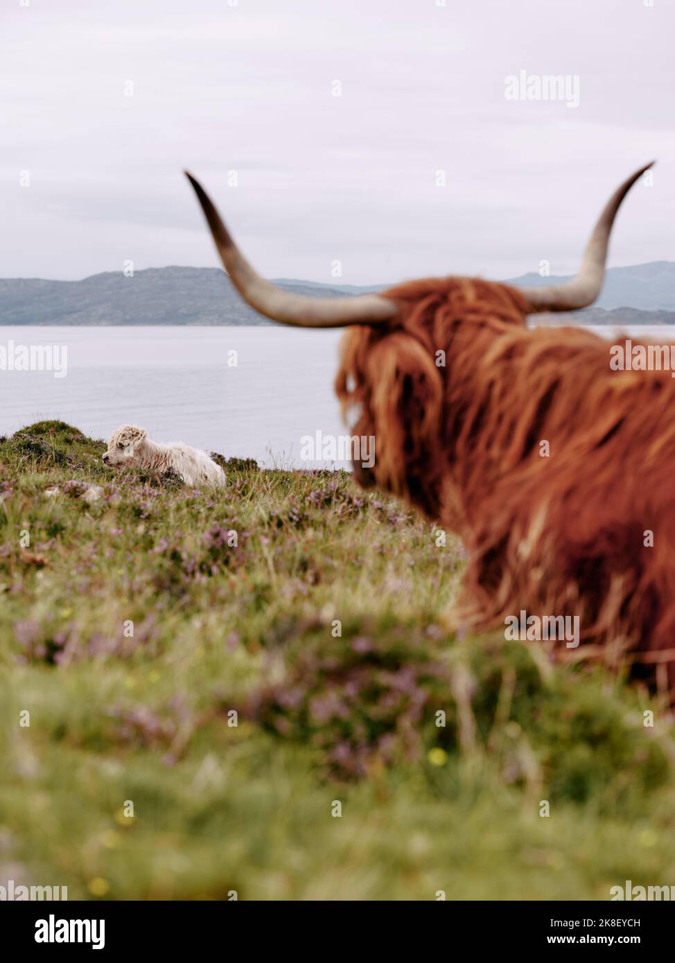 Highland cattle and calf sitting down in the scottish landscape Stock Photo