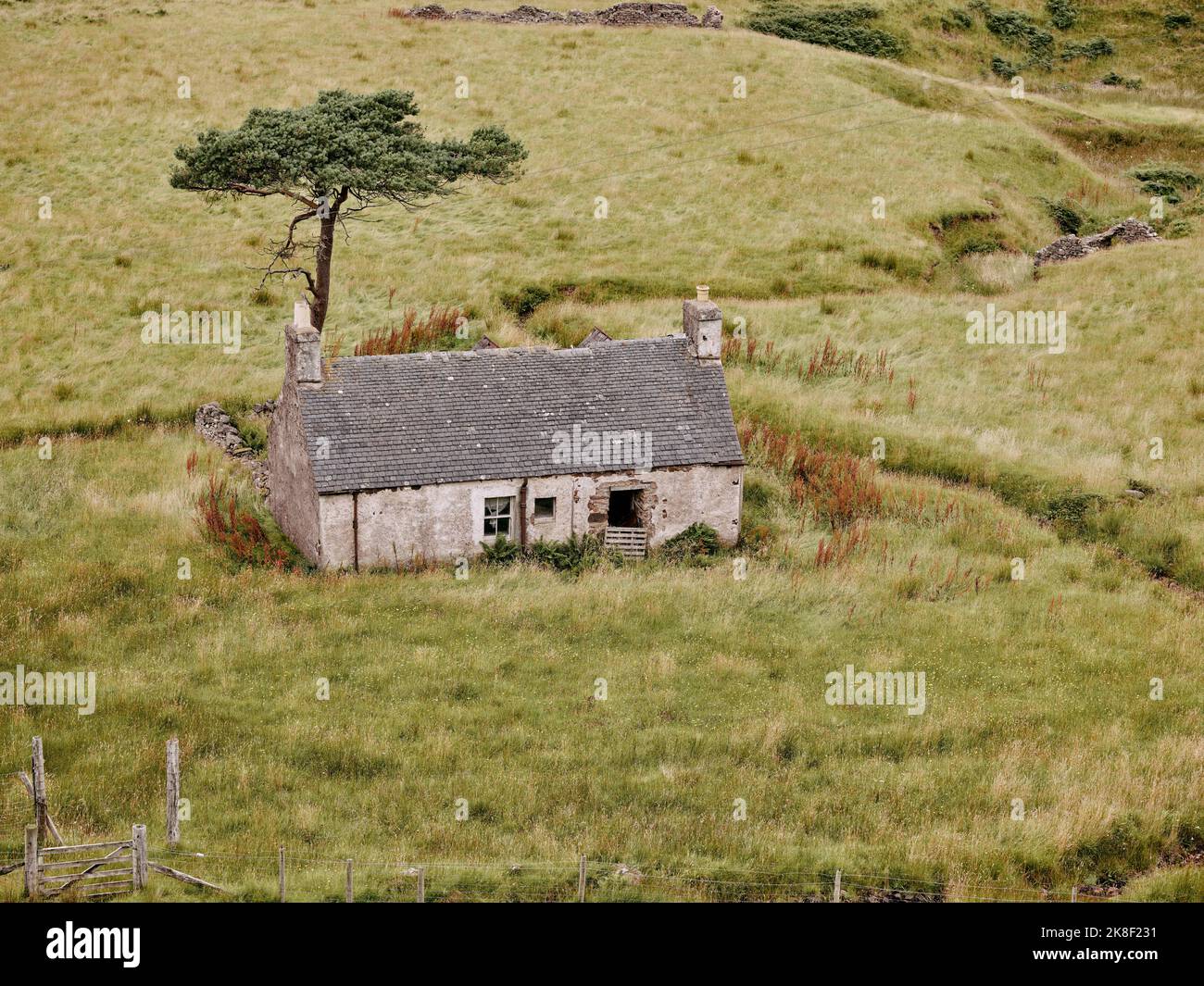 An abandoned derelict croft ruin and tree in Ross-Shire West Scotland UK Stock Photo
