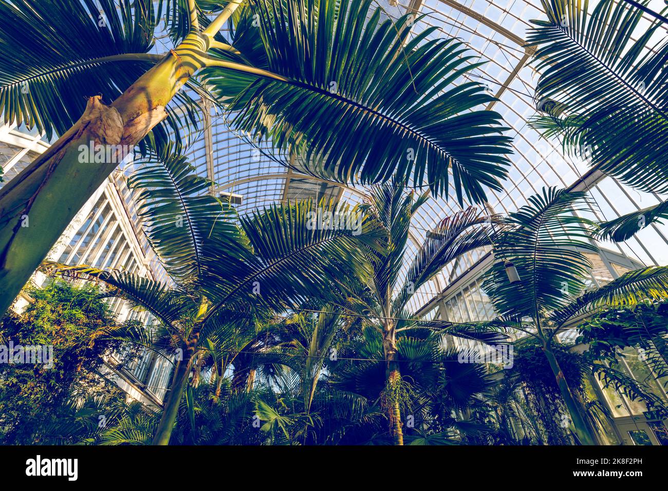 Glass Greenhouse. The public Palm House, Garden Society in Gothenburg, Sweden. Stock Photo