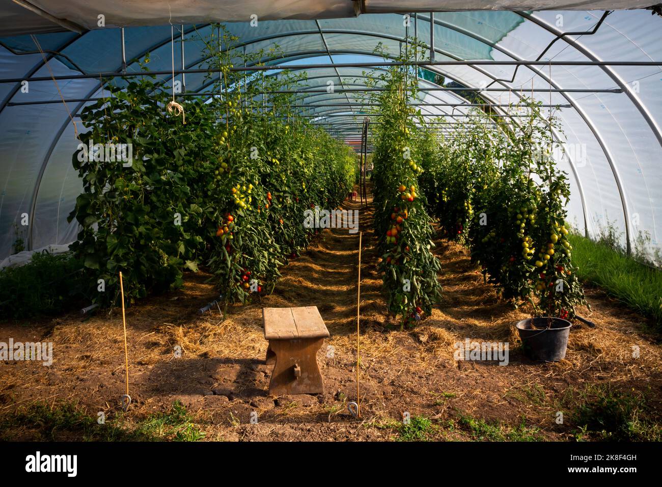 Plum tomatoes grown on plant in greenhouse Stock Photo