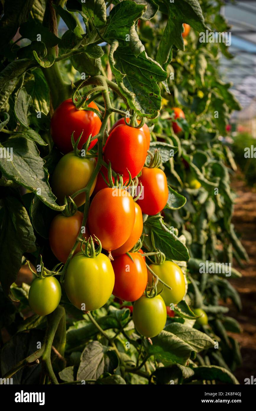 Juicy plum tomatoes on plant in greenhouse Stock Photo