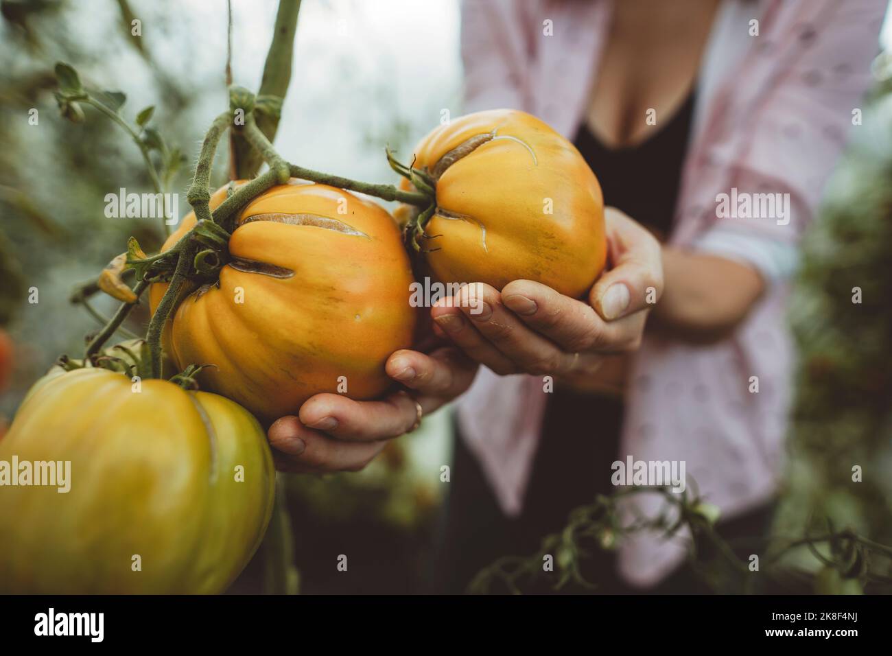 Hands of farmer holding tomatoes grown on plant at greenhouse Stock ...