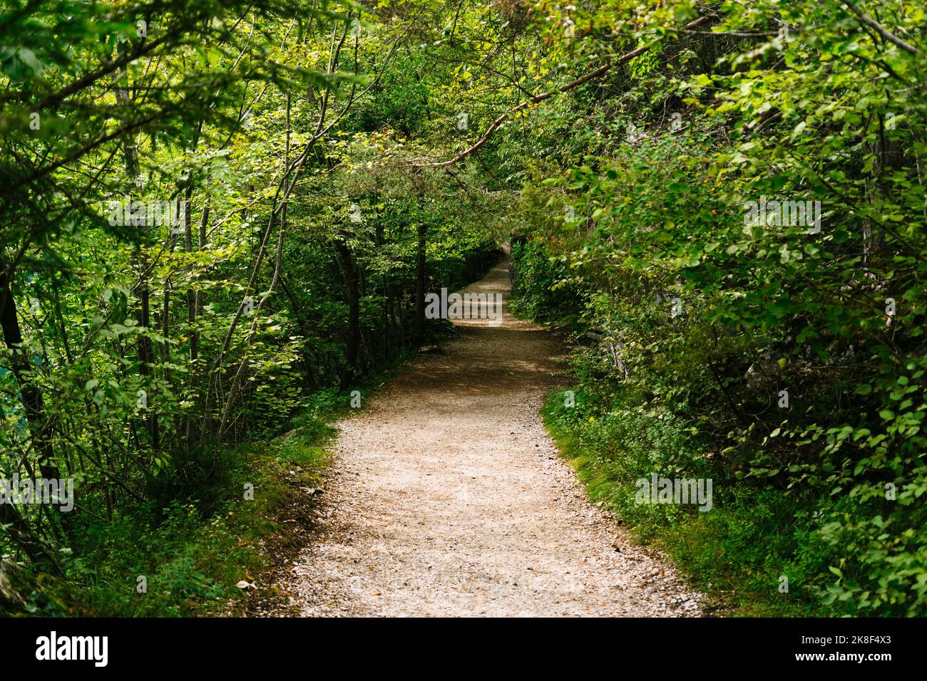 Empty footpath green lush forest hi-res stock photography and images ...