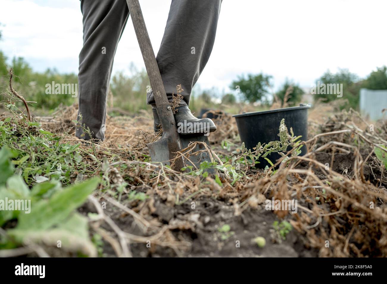 Farmer digging soil with shovel in farm Stock Photo