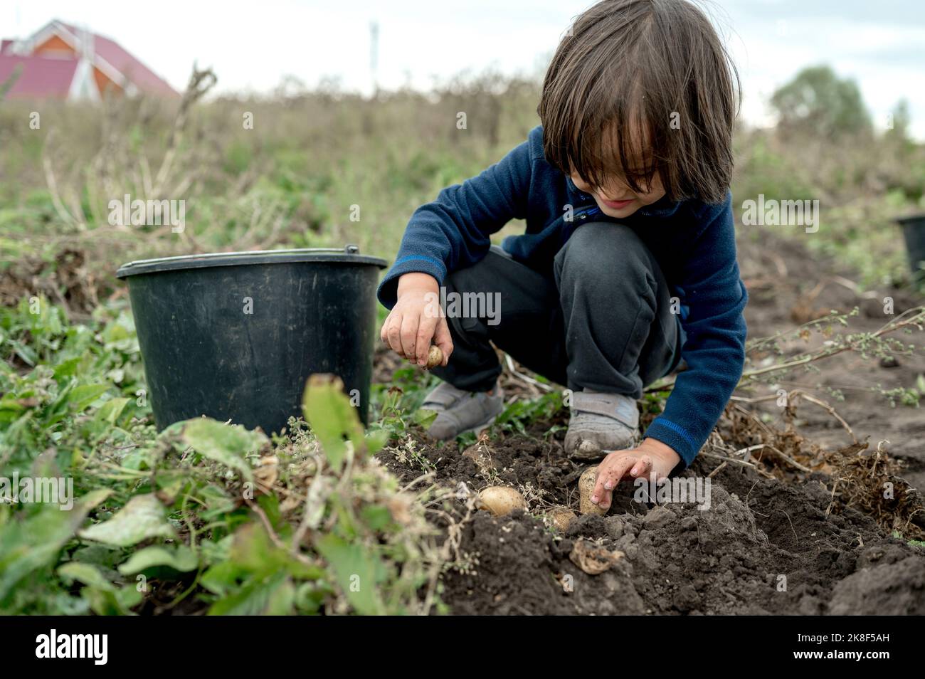 Boy picking up potatoes from soil in bucket at farm Stock Photo Alamy