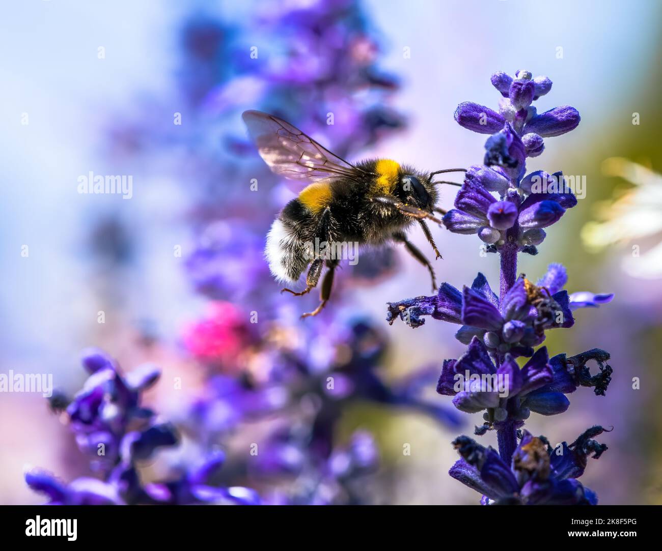 Macro of a northern white-tailed bumblebee flying to a purple sage flower blossom Stock Photo