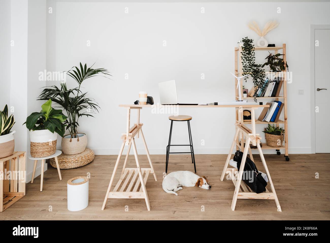 Dog lying under wooden desk in modern office Stock Photo