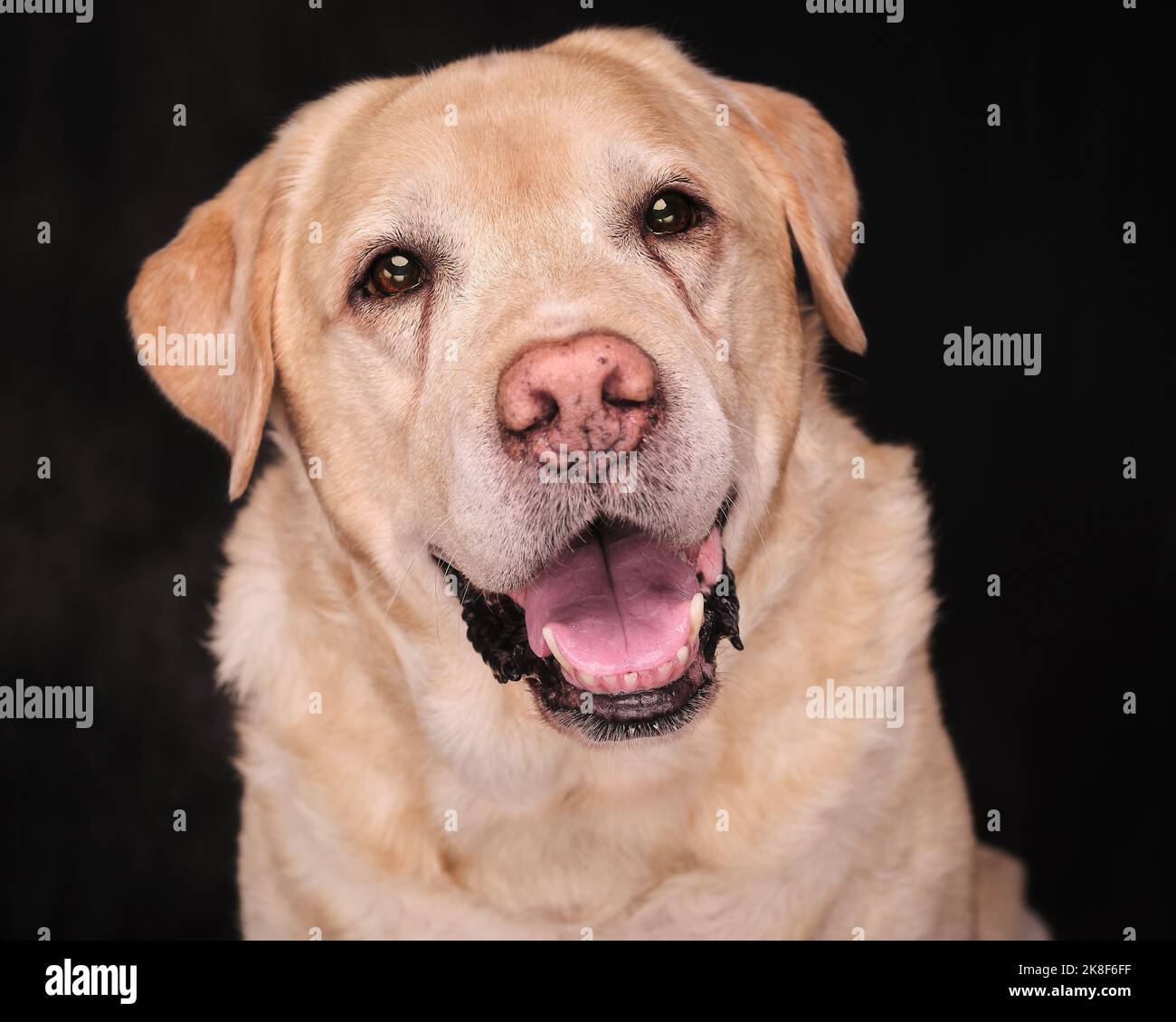 Yellow lab with 2025 pink nose