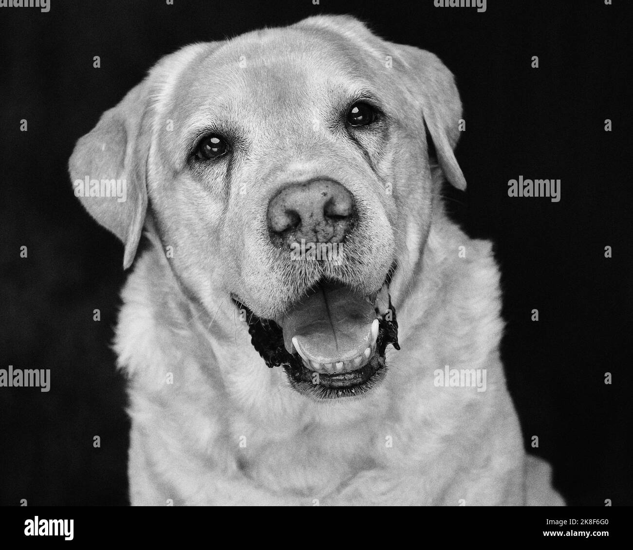 Yellow Labrador Dog portraits in both colour and black and white Stock Photo Alamy