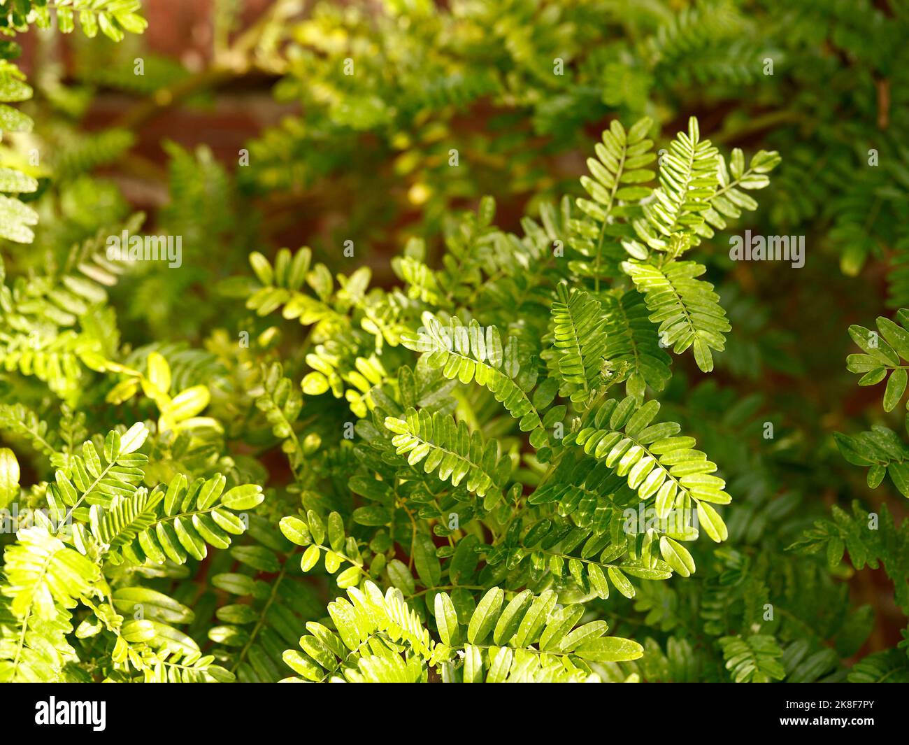 Close up of the evergreen leaves of the perennial garden climbing plant Clianthus maximus Kaka King. Stock Photo