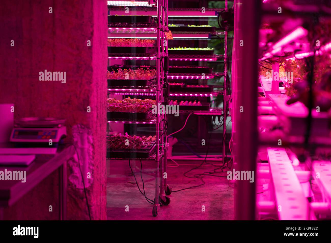 Microgreens grow in vertical farm under ultraviolet UV plant lights for